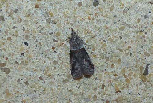 Réf. 317 589 : Acrobasis obliqua